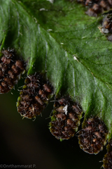 Lygodium polystachyum