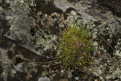 Silene turgida