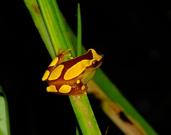 Dendropsophus leucophyllatus