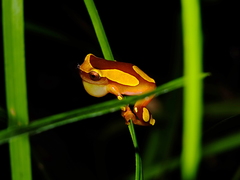Dendropsophus leucophyllatus