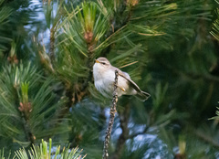 Phylloscopus humei