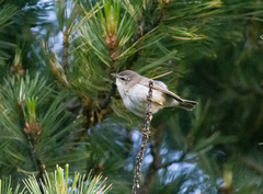 Phylloscopus humei