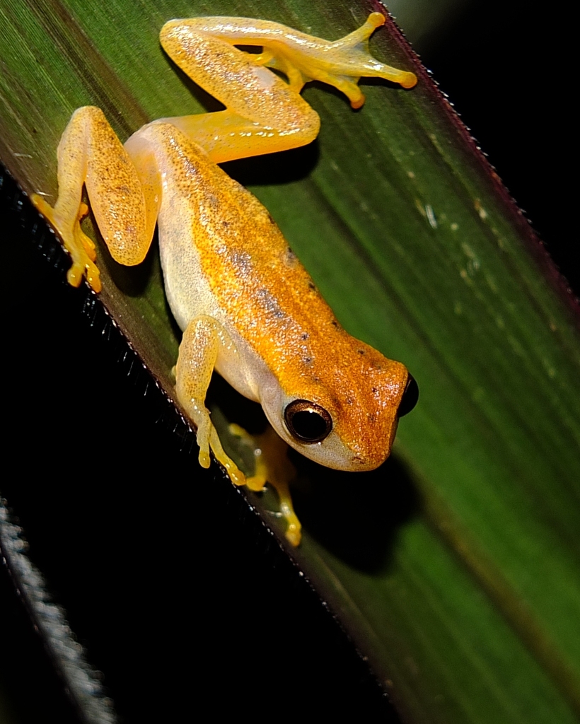 Walford's Yellow Tree Frog