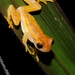 Walford's Yellow Tree Frog - Photo (c) Sébastien SANT, some rights reserved (CC BY-NC), uploaded by Sébastien SANT