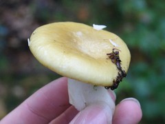 Russula farinipes