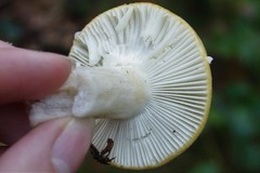 Russula farinipes