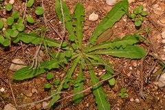 Helminthotheca echioides