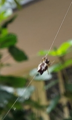 Gasteracantha geminata
