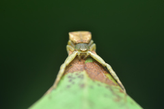 Pistius
