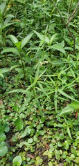 Persicaria setacea