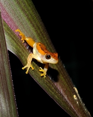 Dendropsophus walfordi