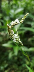 Persicaria setacea