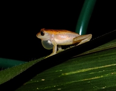 Dendropsophus walfordi