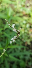 Persicaria setacea