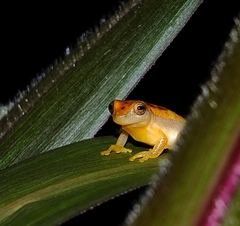 Dendropsophus walfordi