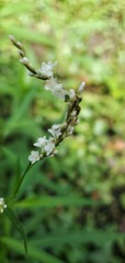 Persicaria setacea