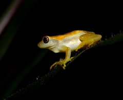 Dendropsophus walfordi
