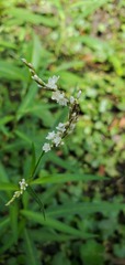 Persicaria setacea