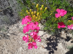Pileanthus filifolius