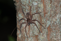 Heteropodinae