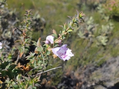 Hemiandra pungens