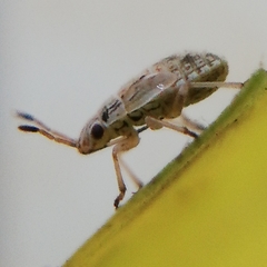 Heteroptera