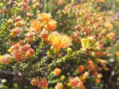 Melaleuca pilosa