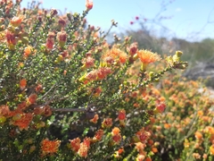 Melaleuca pilosa
