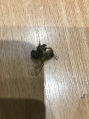 Apis mellifera