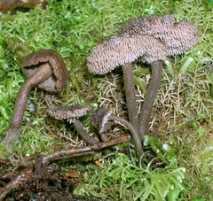 Auriscalpium umbella