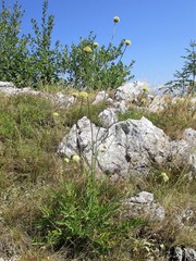 Scabiosa ochroleuca