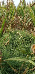 Urochloa ramosa