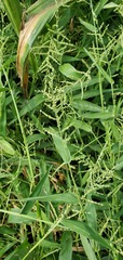 Urochloa ramosa
