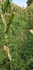 Urochloa ramosa