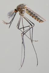 Aedes barnardi