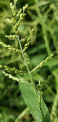 Urochloa ramosa