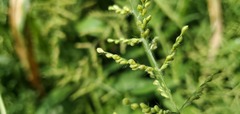 Urochloa ramosa
