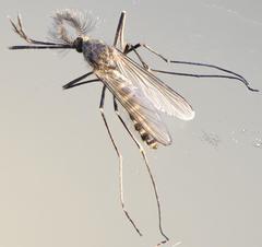 Aedes barnardi