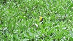 Chrysomus icterocephalus