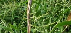 Urochloa ramosa