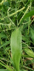 Urochloa ramosa