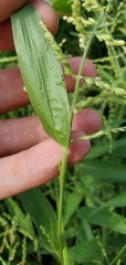 Urochloa ramosa