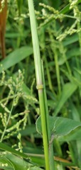 Urochloa ramosa
