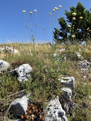 Scabiosa ochroleuca