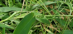 Urochloa ramosa