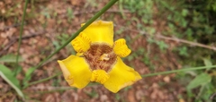 Trimezia juncifolia
