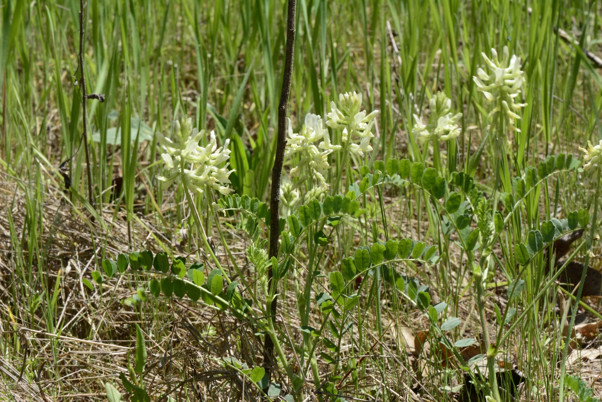 Astragalus soxmaniorum