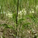 Astragalus soxmaniorum - Photo (c) Royal Tyler, algunos derechos reservados (CC BY-NC-SA), subido por Royal Tyler