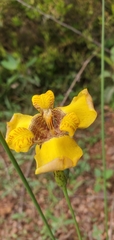 Trimezia juncifolia