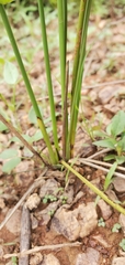 Trimezia juncifolia
